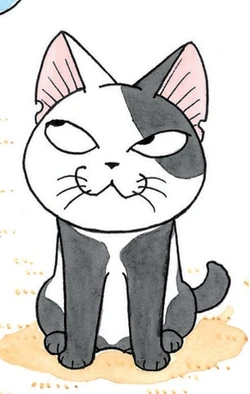 Cocchi | Chi's Sweet Wiki | Fandom