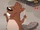 Beaver