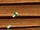 Flies