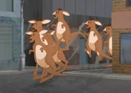 Kangaroos