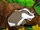 Badger