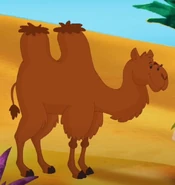 Asif the Camel.jpg (38 KB) Asif the Camel