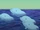 Dolphins