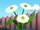 Daisies