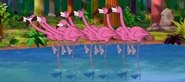 Flamingoes