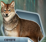 Coyote