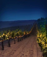 Vineyards