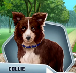 AvSPCh03 Collie