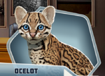 Ocelot