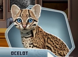 Ocelot