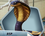 Asp