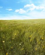 Meadow