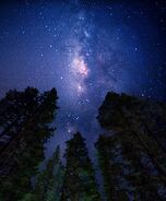 Stars Over Gallic Forest