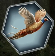 Pheasant