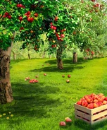 Palace Orchards