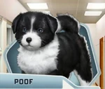 BaBu2 Dog Poof