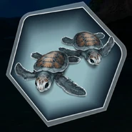 Baby sea turtles.jpg (111 KB) Sea Turtles