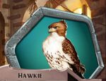 Hawk