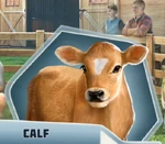BaBuCh07 Calf