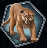 Cougar