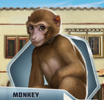 Monkey