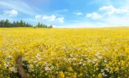 Meadow with Flowers