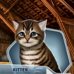 BSCCh04 Kitten