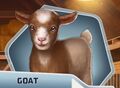 UB Ch9 Goat