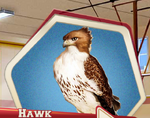 HSSCAHawk