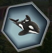 Orca Plush