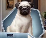 Sunny the Pug