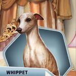 Avsp whippet dog