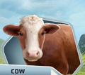 UB Ch07 Brown and White Cow