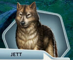 WB Jett Wolf