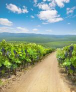 Winery Gravepines