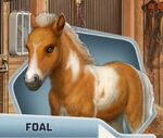 UT Ch10 Foal