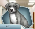 BaBu2 Pit
