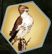 Hawk as seen in Ch.4