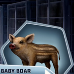 Sw baby boar