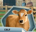 RCDBk3Ch14 Calf