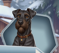ITW Schnauzer Dog