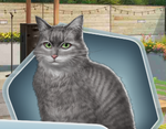 AOU Cat