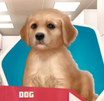 TSCh02 Adoptable Puppy