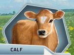 Hc ch15 calf