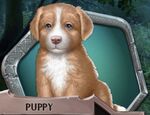 BOLAS BK2 Ch2 Puppy