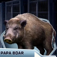 Sw papa boar.png (1.45 MB) Boar