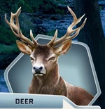 WB Ch04 Deer