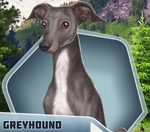 Greyhound