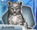 TBB Blizzard