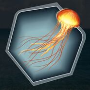 Jellyfish